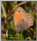 Coenonympha pamphilus